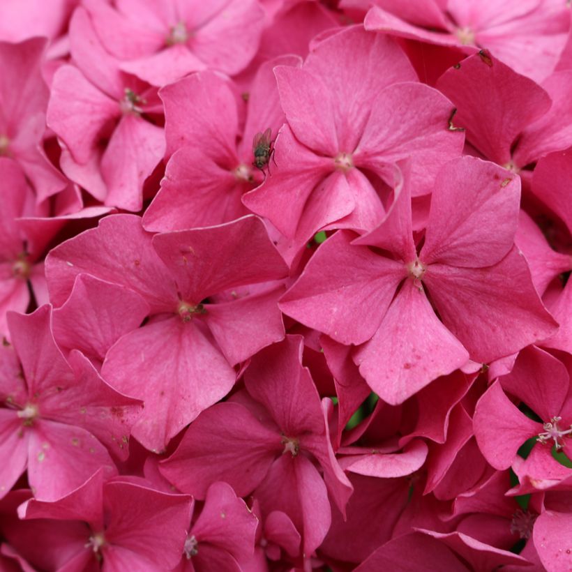Hortensia macrophylla King George V (Flowering)