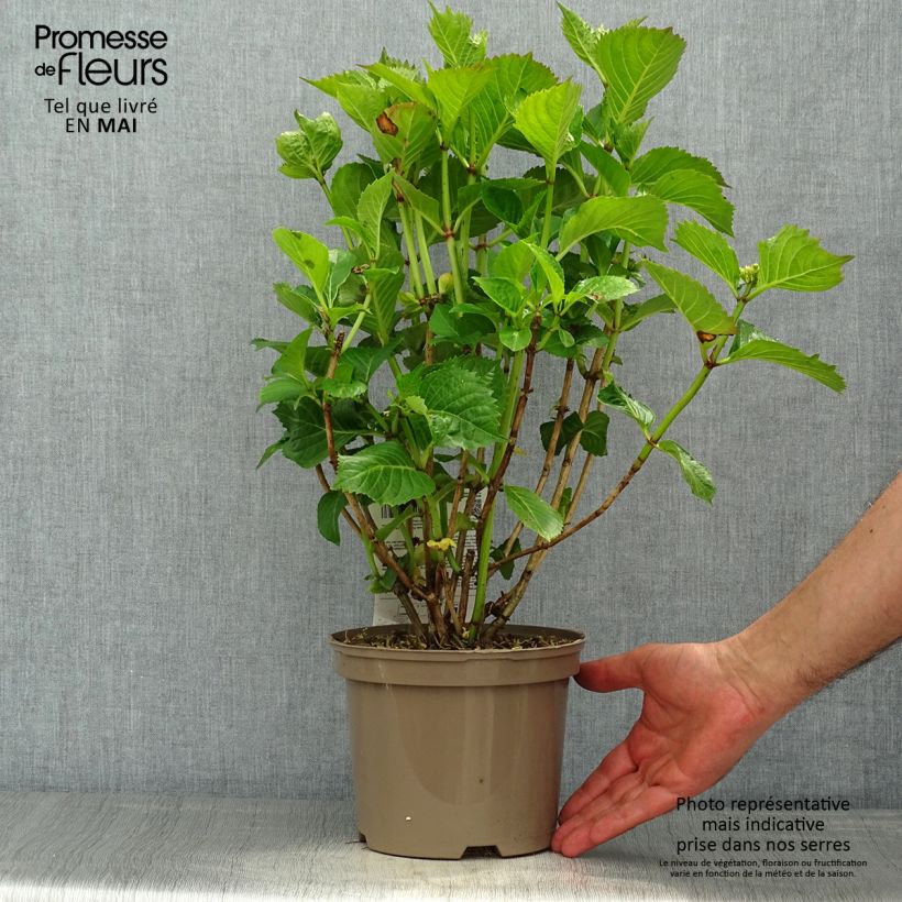 Example of Hortensia macrophylla Sibilla Pot de 2L/3L as you get in printemps