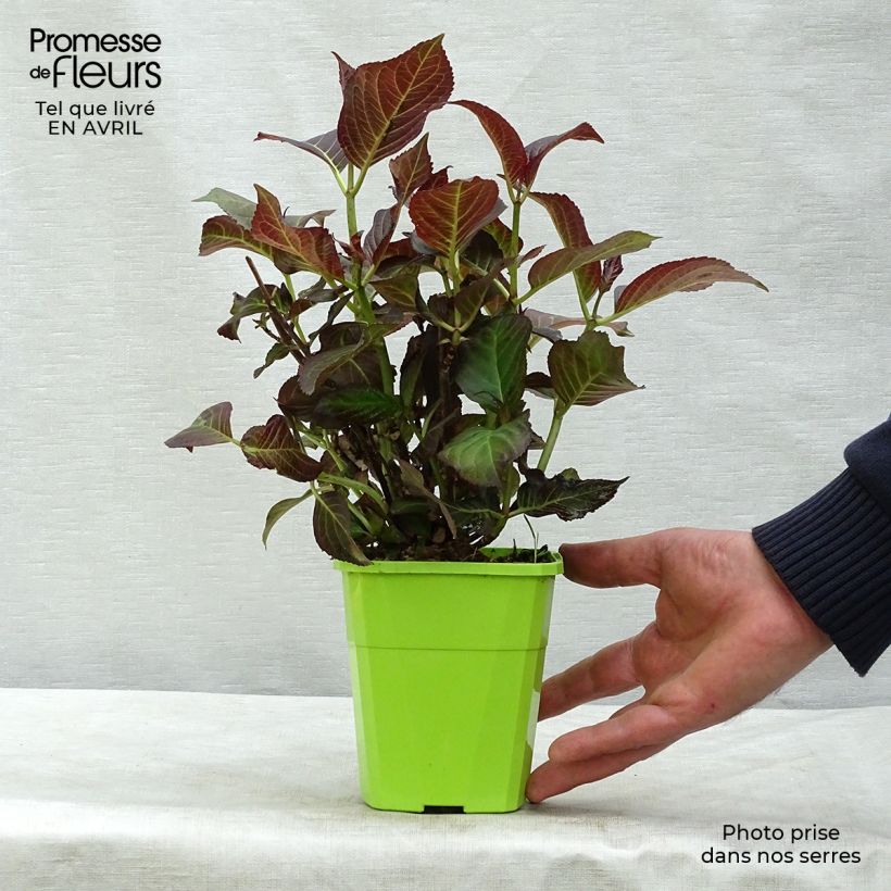 Example of Hortensia - Hydrangea macrophylla Miss Saori Pot de 1L/1,5L as you get in printemps