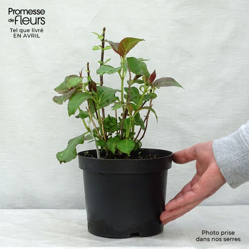 Example of Hortensia - Hydrangea macrophylla Miss Saori Pot de 2L/3L as you get in printemps