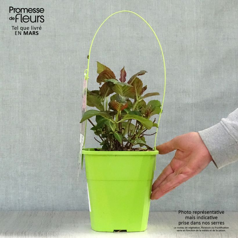 Example of Hortensia - Hydrangea macrophylla Miss Saori Pot de 4L/5L as you get in printemps