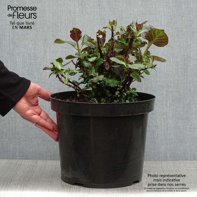 Example of Hortensia - Hydrangea macrophylla Miss Saori Pot de 7,5L/10L as you get in printemps