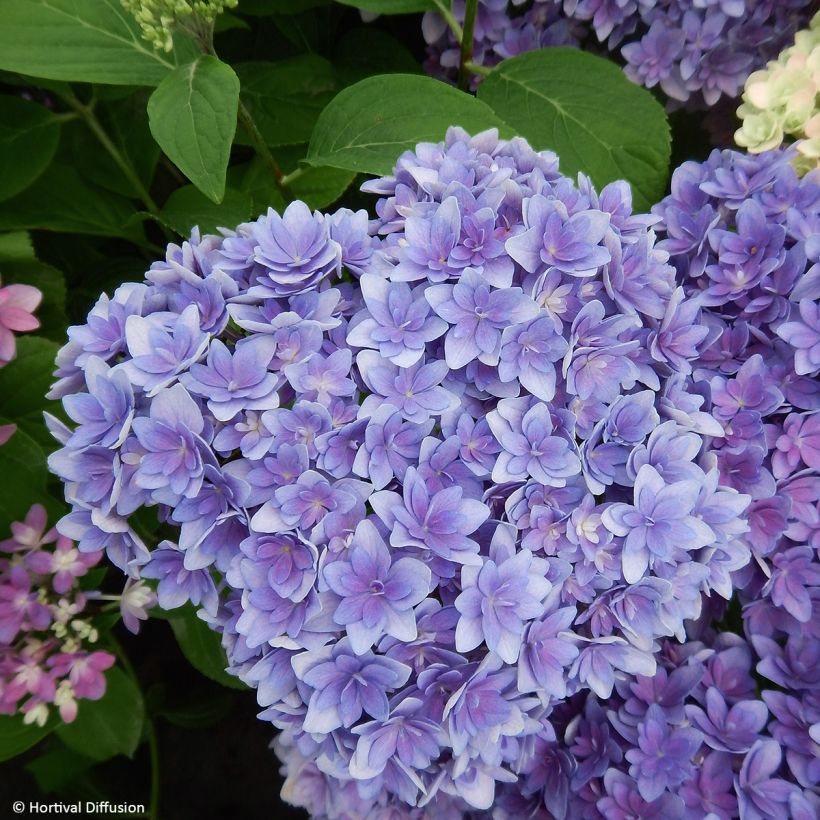 Hortensia macrophylla Stellar Bleu (Flowering)