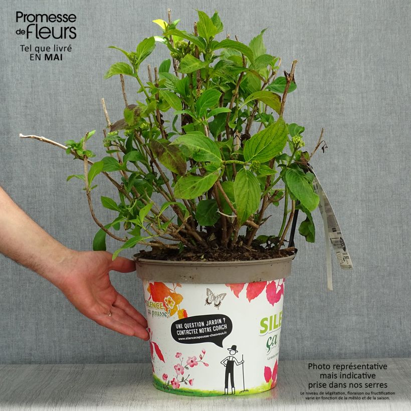 Example of Hortensia macrophylla Stellar Bleu Pot de 7,5L/10L as you get in printemps