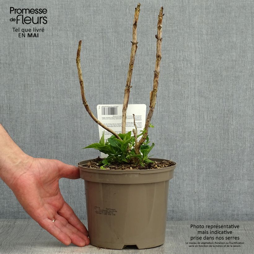 Example of Hortensia macrophylla Teller Blue Pot de 2L/3L as you get in printemps