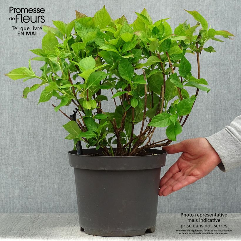 Example of Hortensia macrophylla Teller Blue Pot de 7,5L/10L as you get in printemps