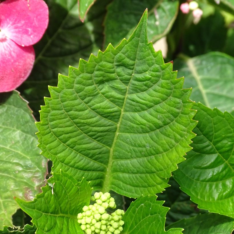 Hortensia macrophylla Teller Red (Foliage)