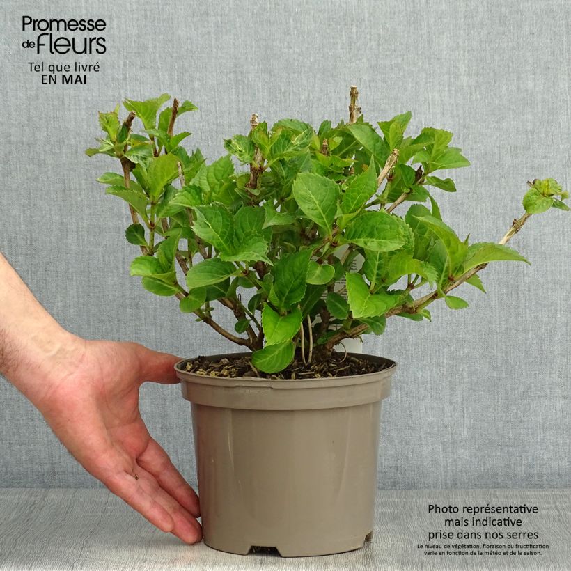 Example of Hortensia macrophylla Teller Red Pot de 2L/3L as you get in printemps