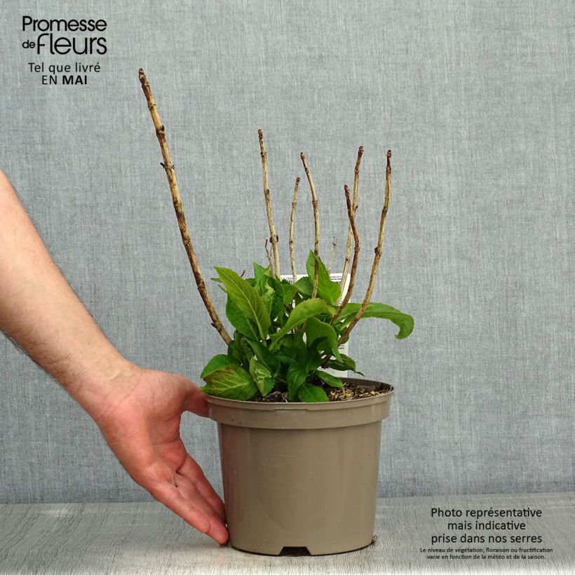 Example of Hortensia macrophylla White Wave Pot de 2L/3L as you get in printemps