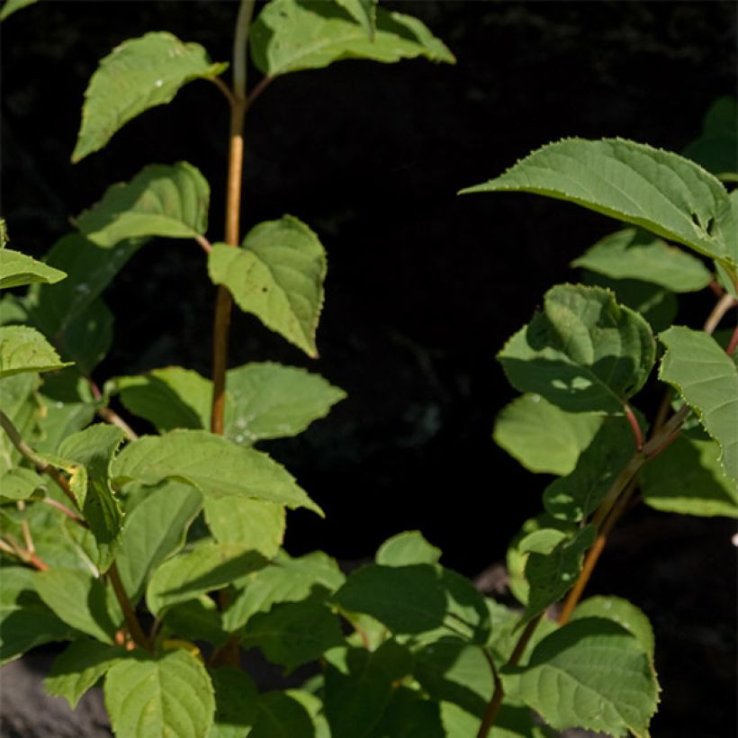 Hortensia  - Hydrangea paniculata Burgondy Lace (Foliage)