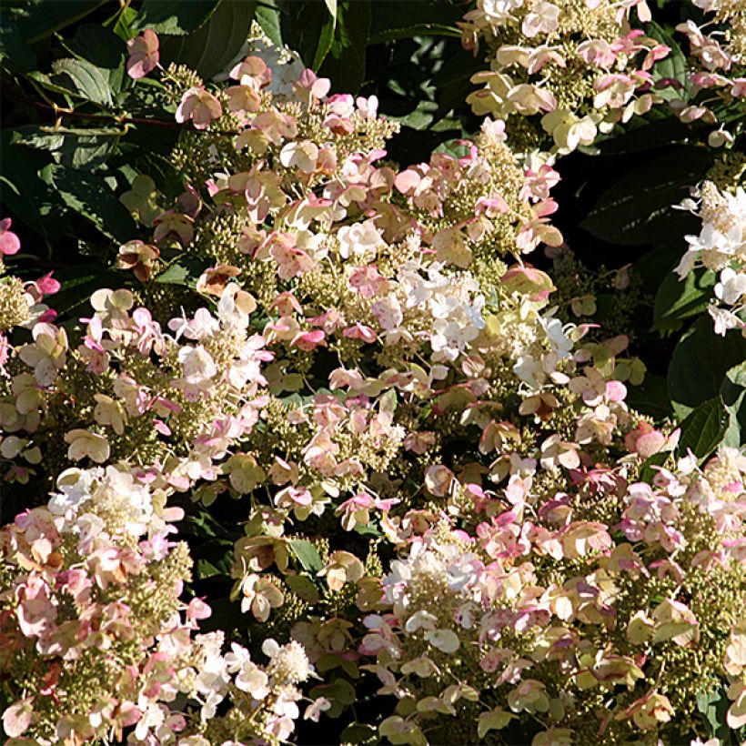 Hortensia  - Hydrangea paniculata Burgondy Lace (Flowering)
