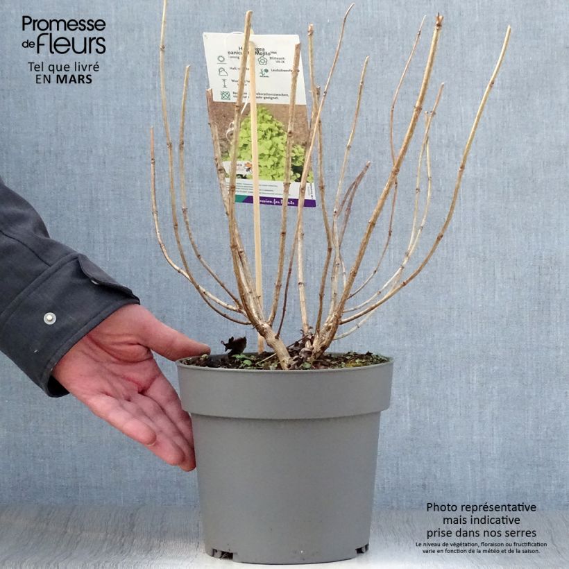 Example of Hydrangea paniculata Mojito - Hortensia paniculé Pot de 3L/4L as you get in printemps