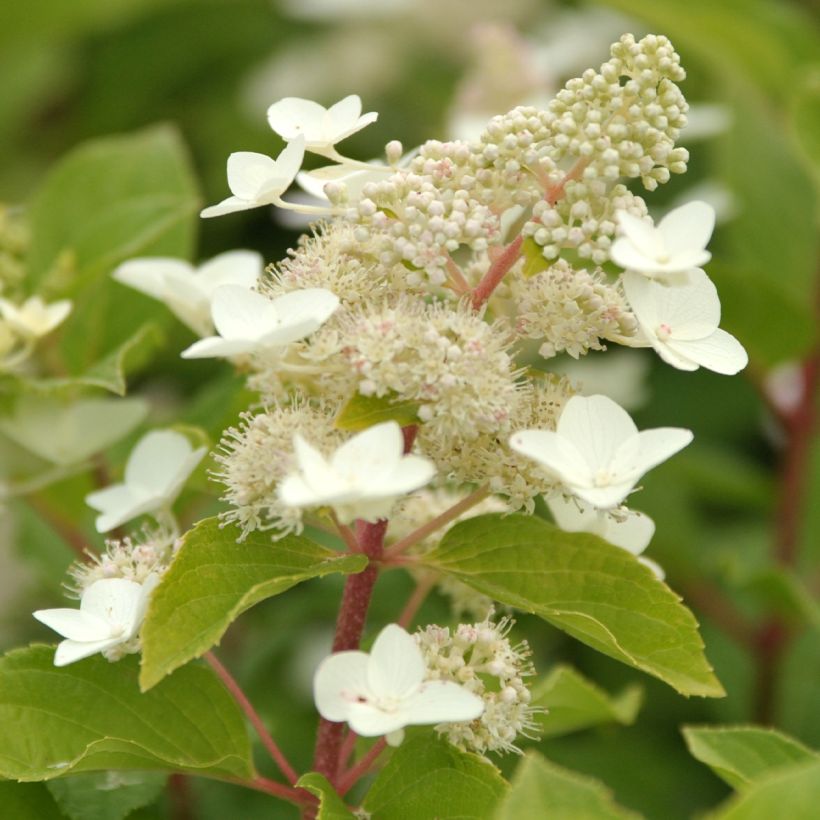 Hydrangea paniculata Tardiva - Hortensia paniculé (Flowering)