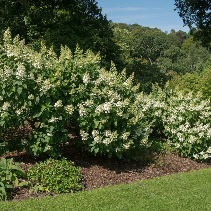 Hydrangea paniculata Tardiva - Hortensia paniculé (Plant habit)