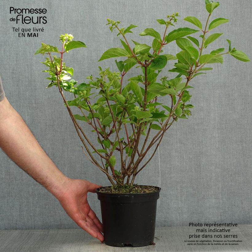 Example of Hydrangea paniculata Dharuma - Hortensia paniculé Pot de 2L/3L as you get in printemps