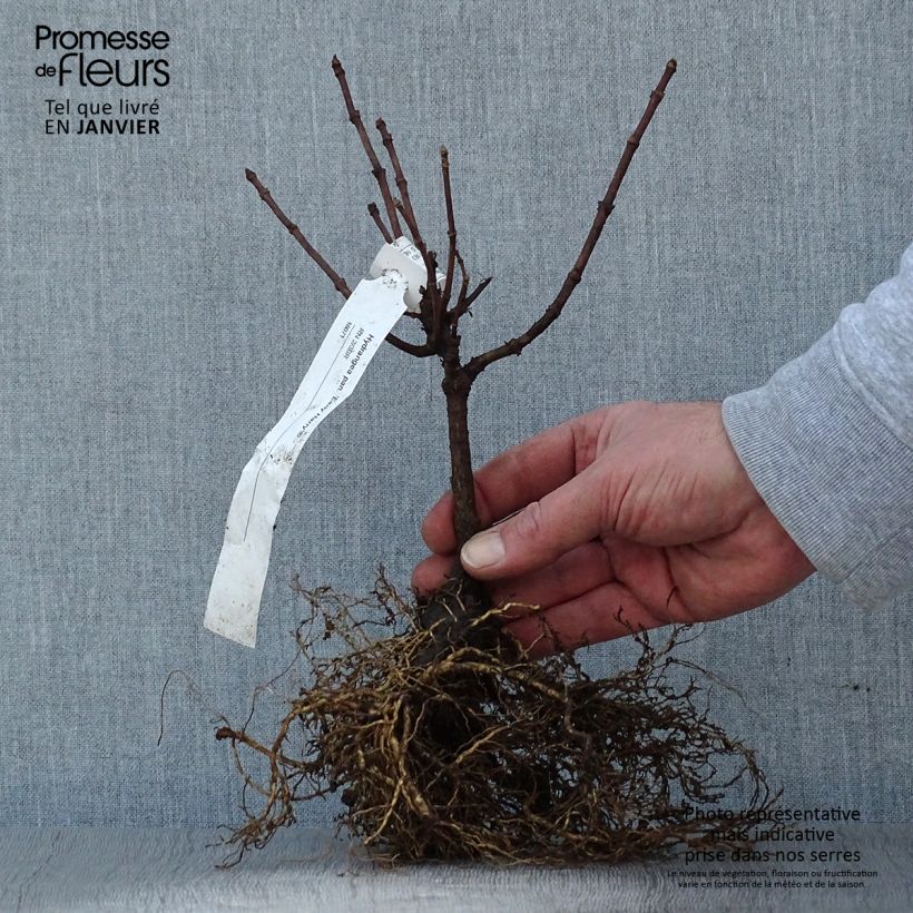Example of Hydrangea paniculata Early Harry- Hortensia paniculé Racines nues as you get in hiver