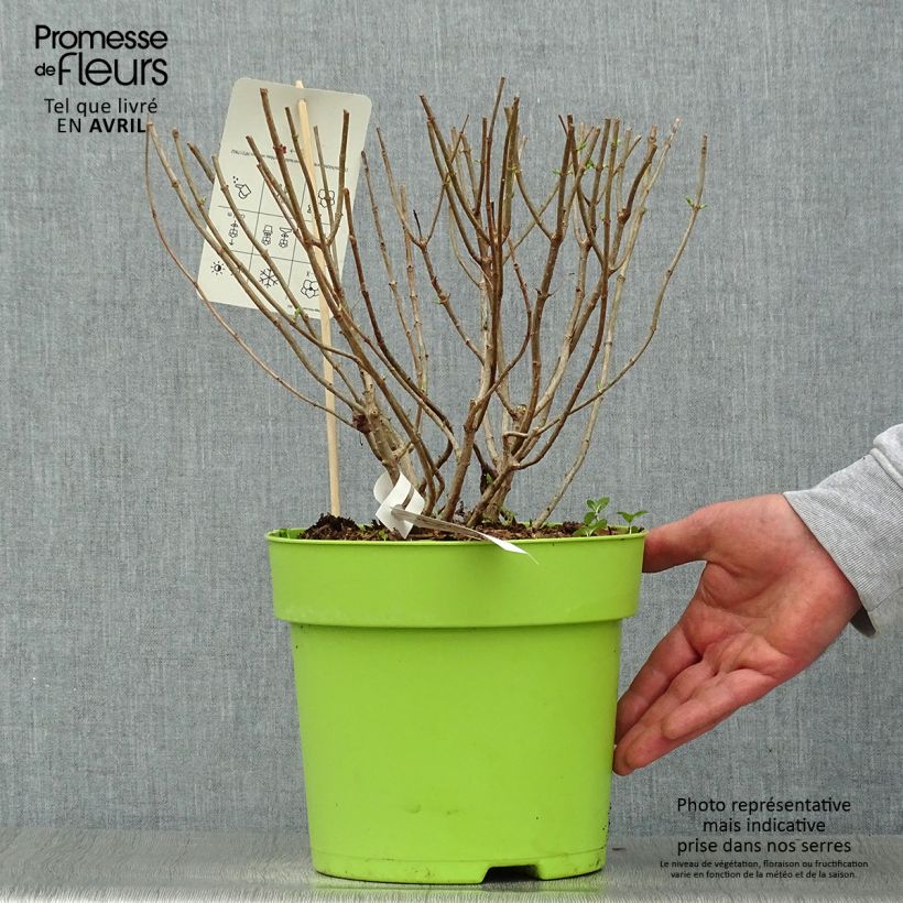 Example of Hydrangea paniculata Pandora - Hortensia paniculé Pot de 6L/7L as you get in printemps