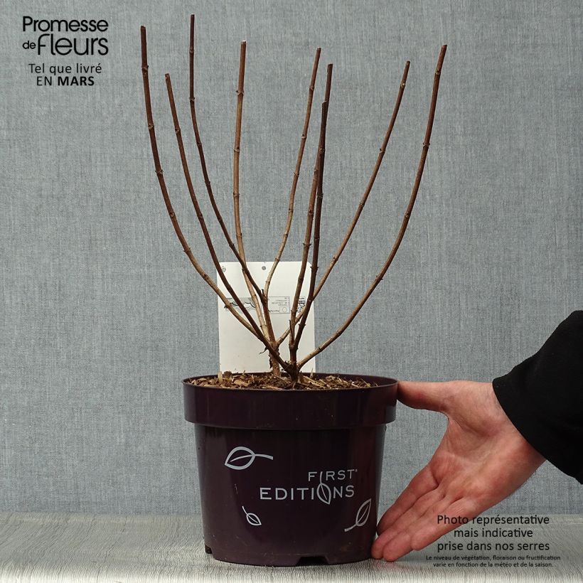 Spécimen de Hydrangea paniculata Tickled Pink - Hortensia paniculé Pot de 2L/3L tel que livré au printemps