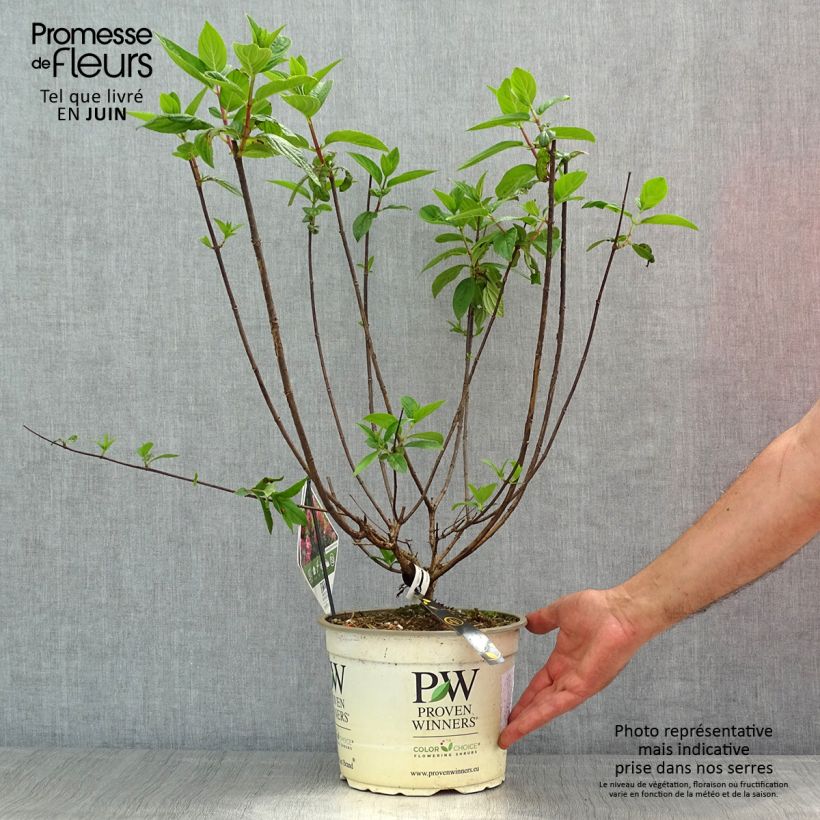 Example of Hydrangea paniculata Fire Light - Hortensia paniculé Pot de 4L/5L as you get in printemps