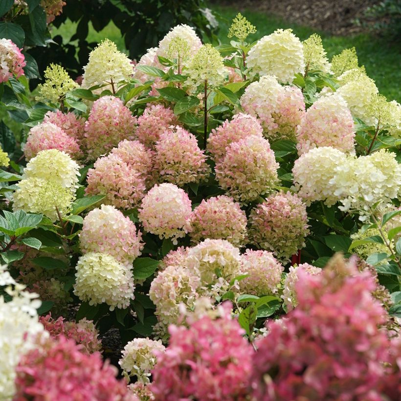 Hydrangea paniculata Fire Light - Hortensia paniculé (Plant habit)