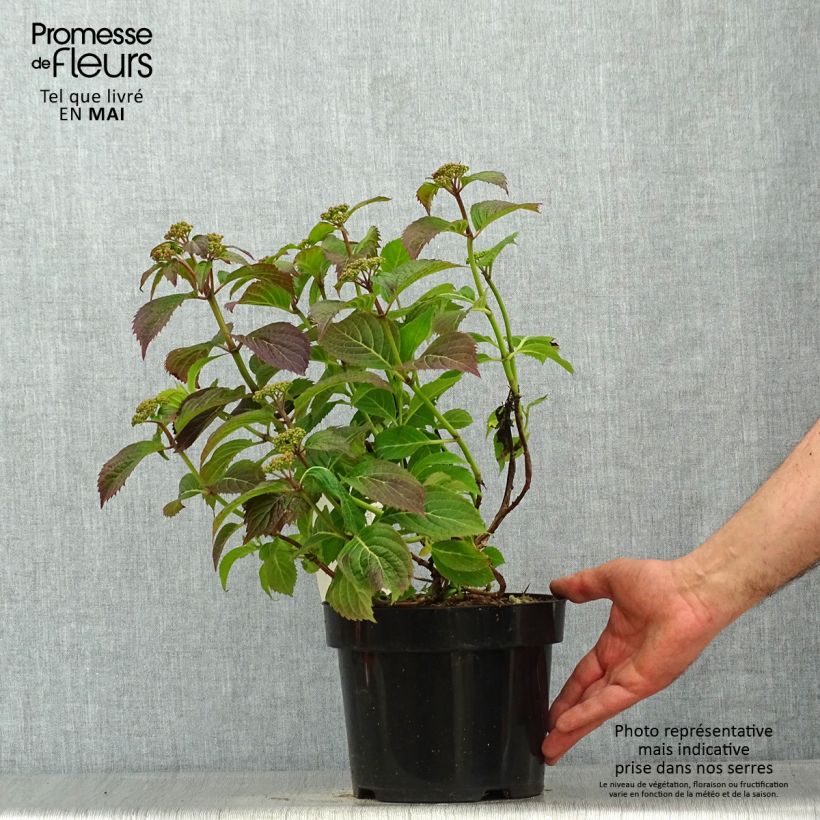 Spécimen de Hortensia serrata Annie's Blue Pot de 2L/3L tel que livré au printemps