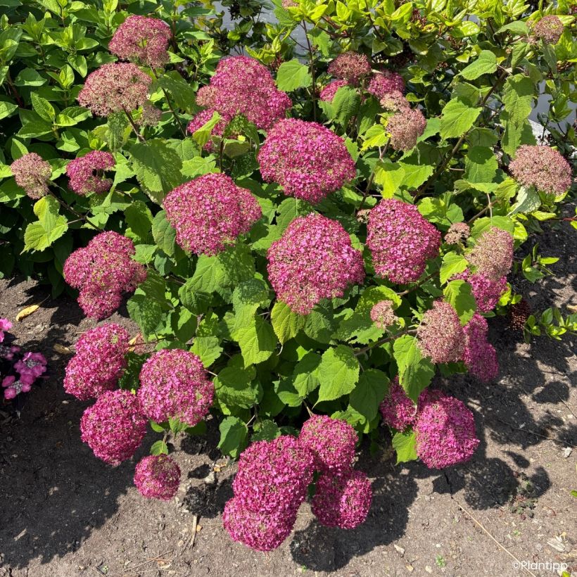 Hortensia arborescens Candybelle Winegum (Port)