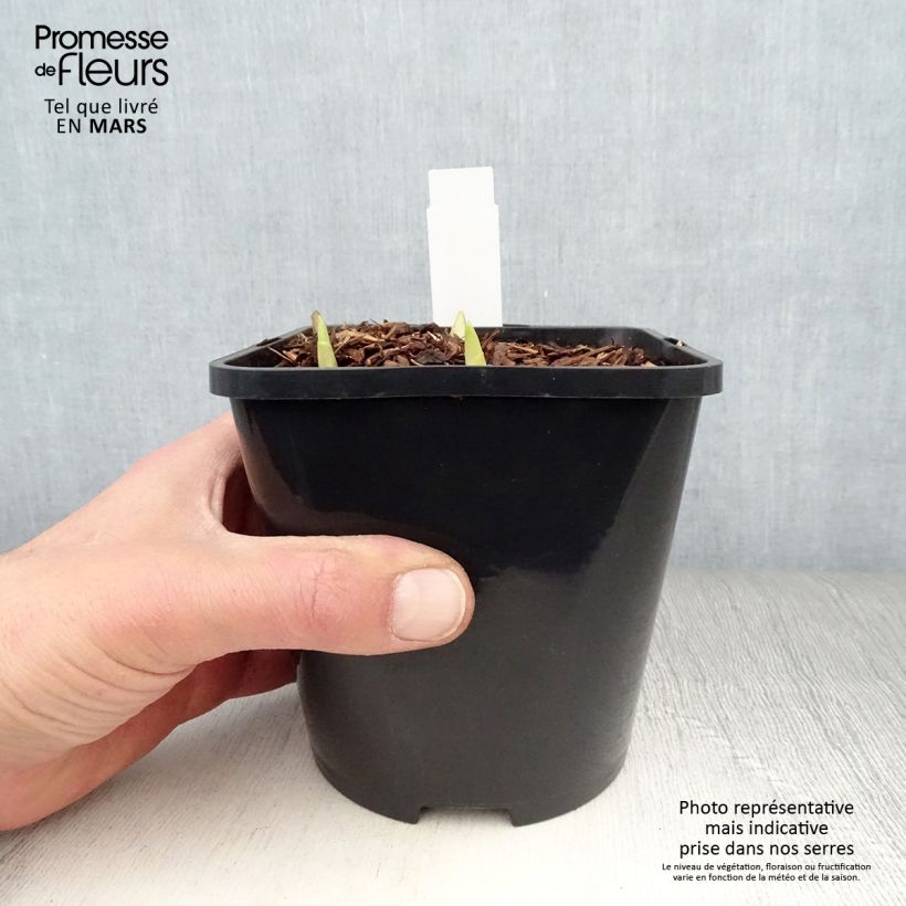 Example of Hosta Adorable Pot de 1,5L/2L as you get in printemps