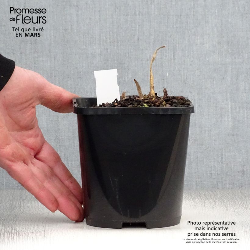 Spécimen de Hosta Allegan Fog Pot de 1,5L/2L tel que livré au printemps