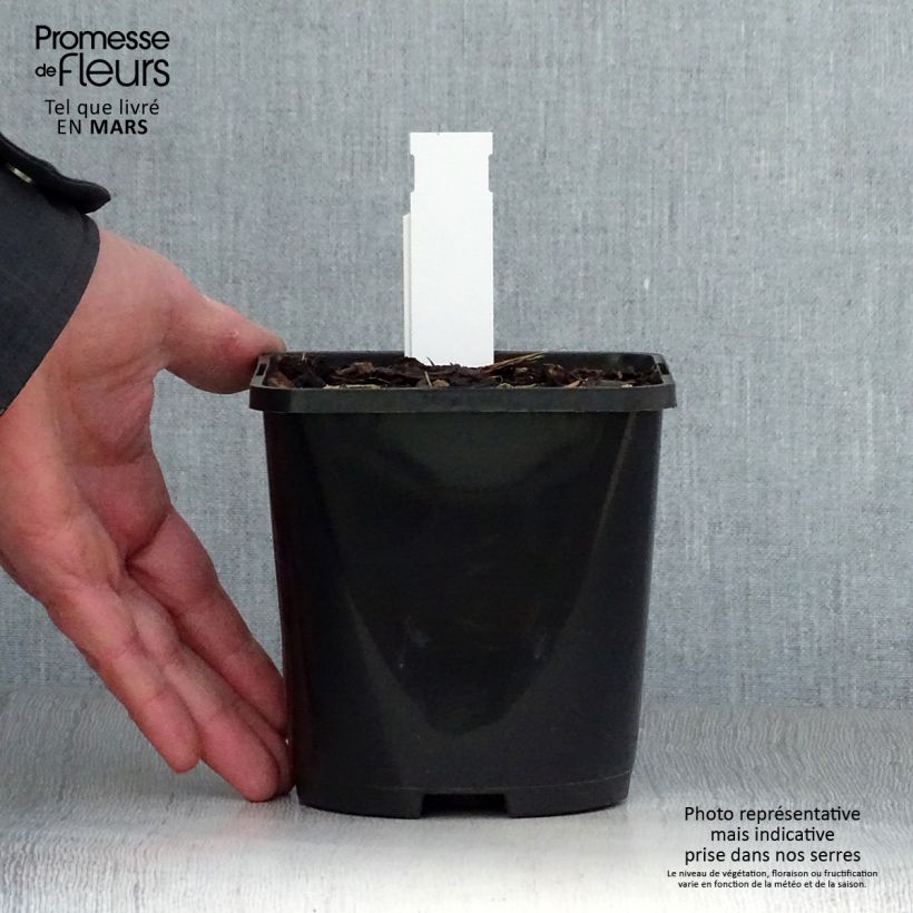 Spécimen de Hosta Alligator Alley Pot de 1,5L/2L tel que livré au printemps