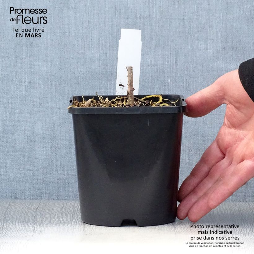 Spécimen de Hosta Amalia Pot de 1,5L/2L tel que livré au printemps