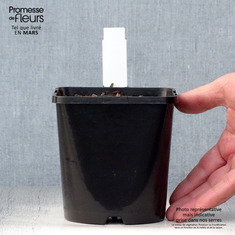 Example of Hosta Autumn Frost Pot de 1,5L/2L as you get in printemps