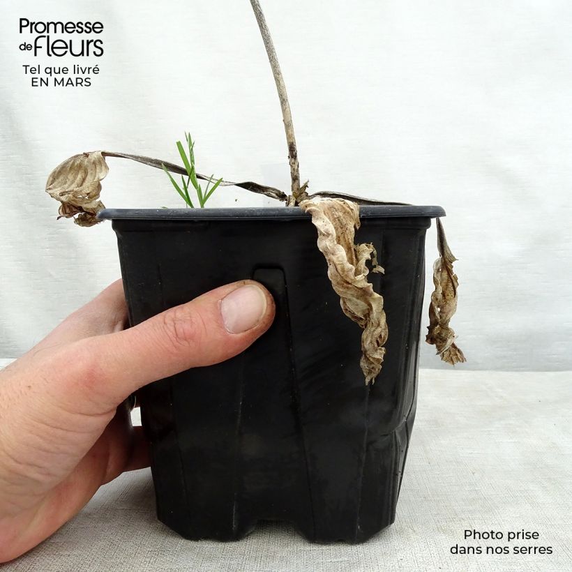 Example of Hosta Big Daddy Pot de 2L/3L as you get in printemps