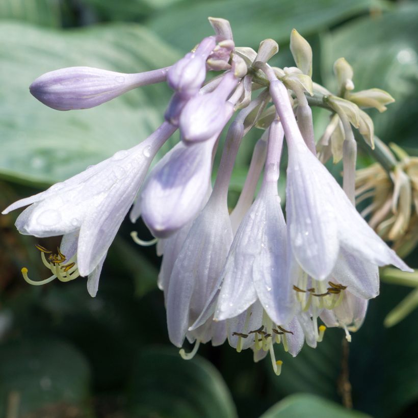 Hosta Raspberry Sorbet (Flowering)