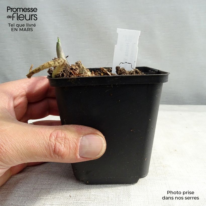 Spécimen de Hosta Blue Angel Godet de 8/9 cm tel que livré au printemps