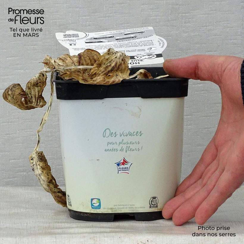 Spécimen de Hosta Blue Angel Pot de 1,5L/2L tel que livré au printemps