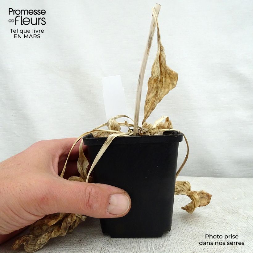 Example of Hosta Blue Cadet Godet de 8/9 cm as you get in printemps