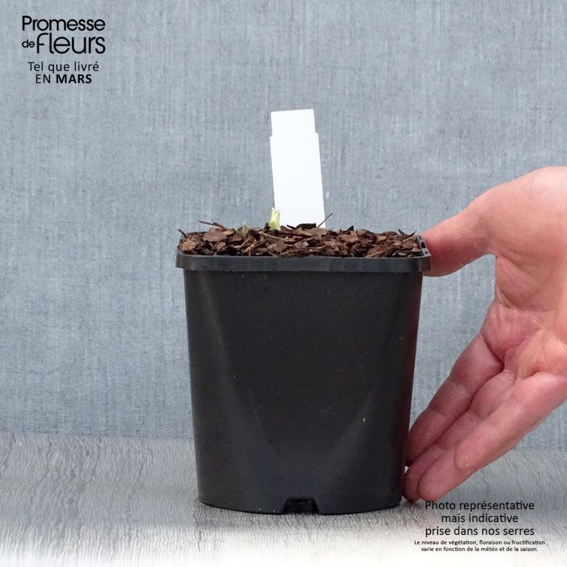 Spécimen de Hosta Blue Flame Pot de 1,5L/2L tel que livré au printemps