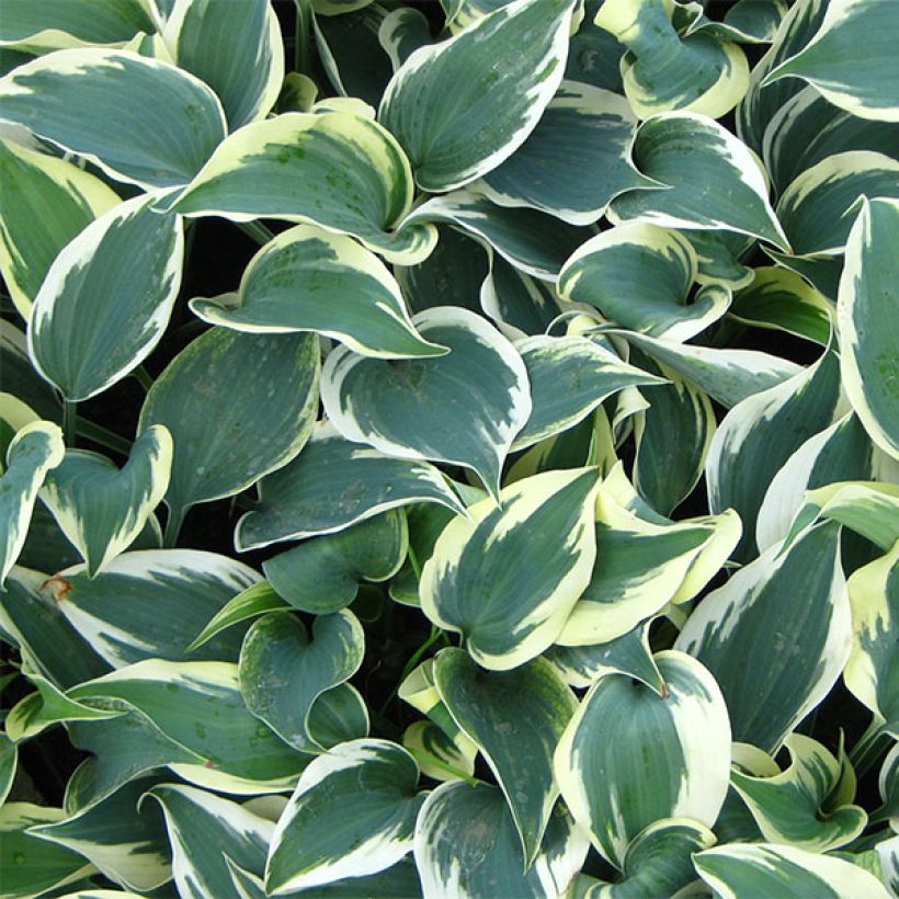 Hosta Blue Ivory - Hosta moyen bleu et ivoire (Foliage)