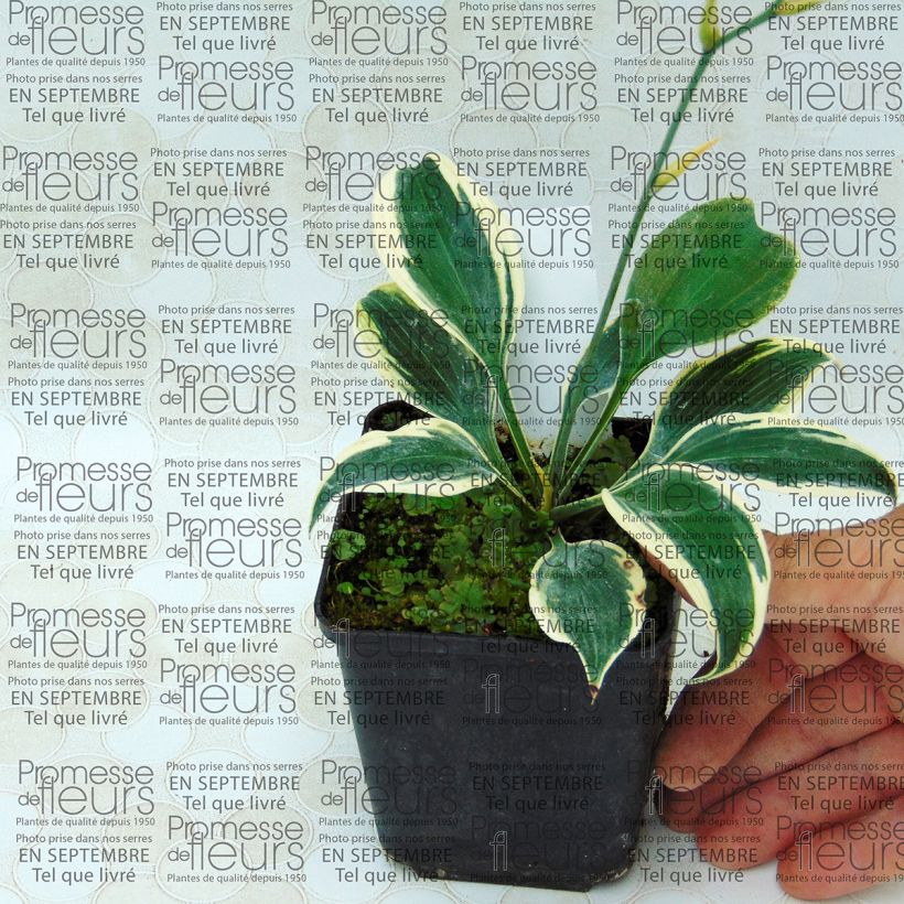 Example of Hosta Blue Ivory - Hosta moyen bleu et ivoire Godet de 8/9 cm as you get