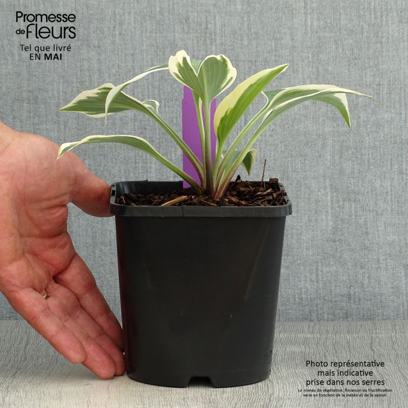 Example of Hosta Blue Ivory - Hosta moyen bleu et ivoire Pot de 1,5L/2L as you get in printemps
