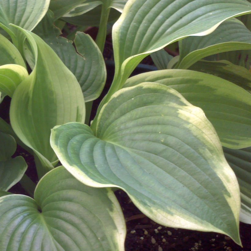 Hosta Bridal Falls (Foliage)