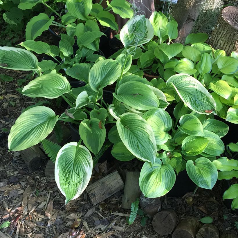 Hosta Bridal Falls (Plant habit)