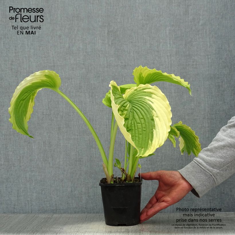 Example of Hosta Bridal Falls Pot de 1,5L/2L as you get in printemps