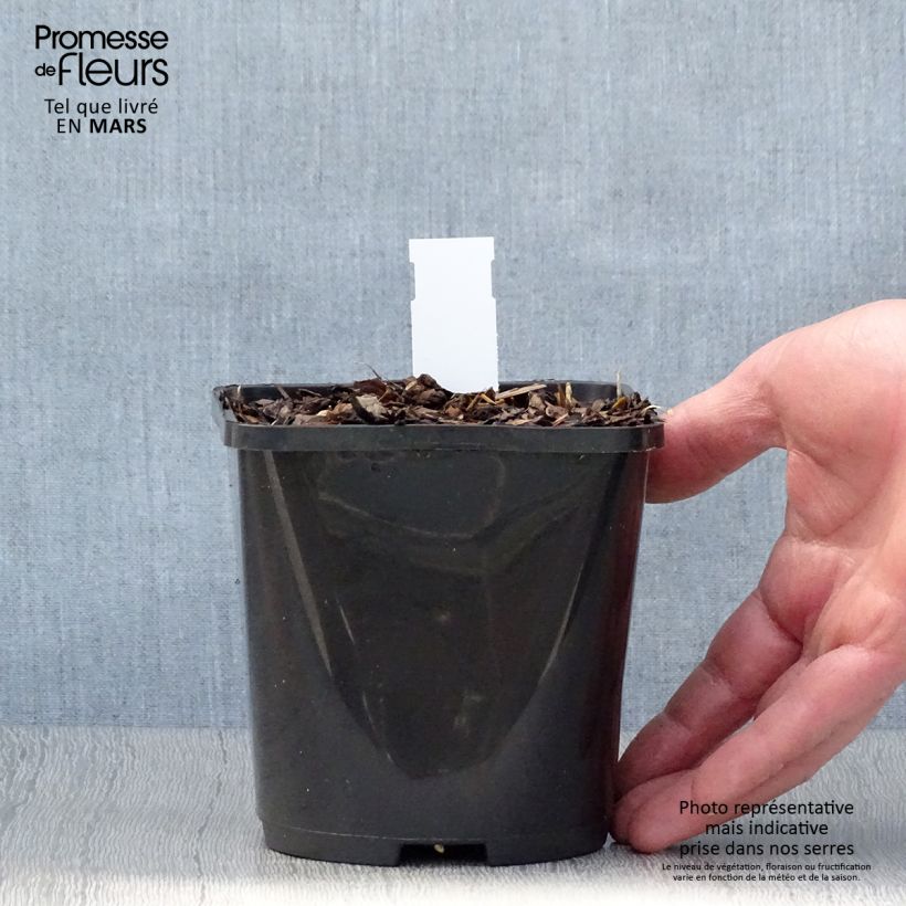 Spécimen de Hosta Broadway Pot de 1,5L/2L tel que livré au printemps