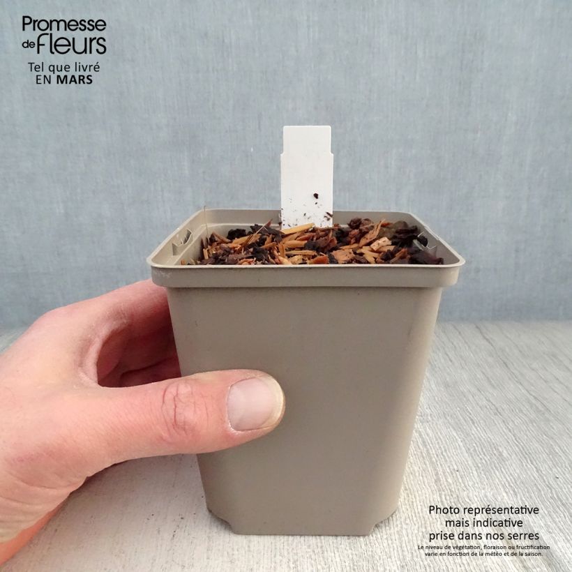 Spécimen de Hosta Cherry Berry Godet de 8/9 cm tel que livré au printemps