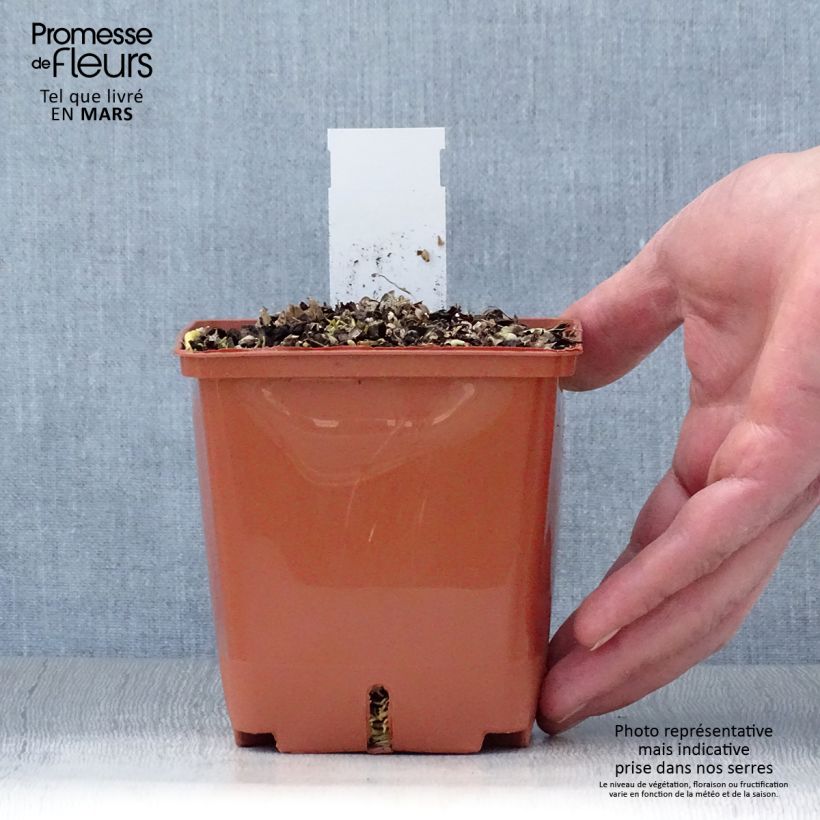 Spécimen de Hosta Christmas Tree Pot de 1L/1,5L tel que livré au printemps