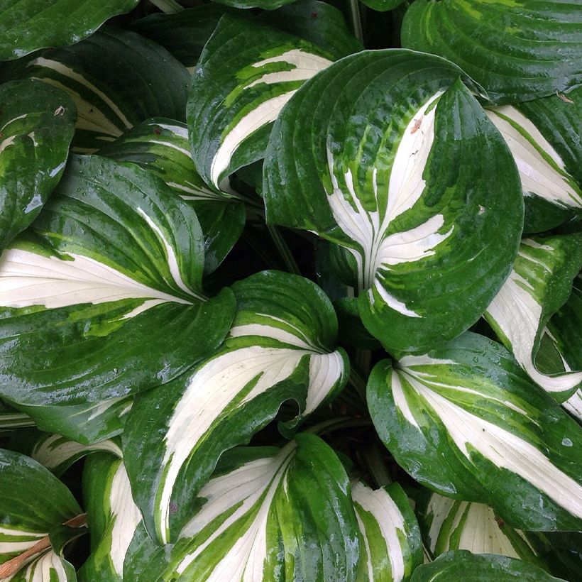 Hosta Clifford's Stingray (Foliage)