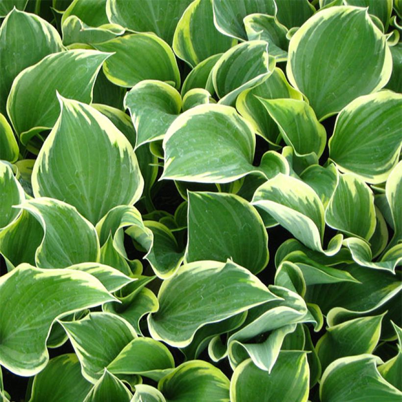 Hosta Clifford's Forest Fire (Foliage)