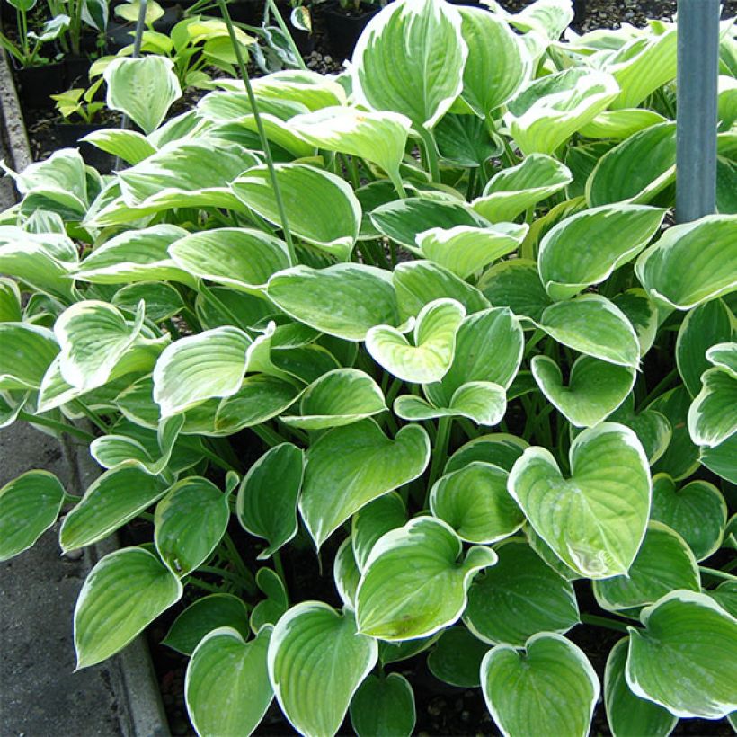 Hosta Clifford's Forest Fire (Plant habit)