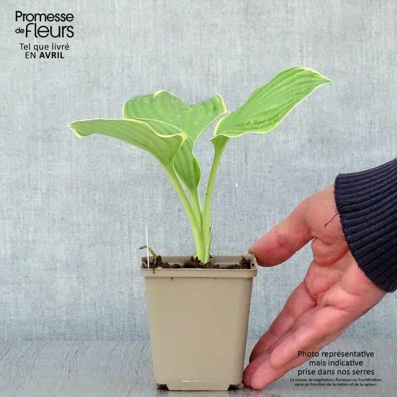 Example of Hosta Clifford's Forest Fire Godet de 8/9 cm as you get in printemps